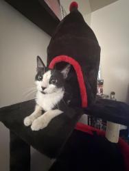 Lost Female Cat last seen Kismet, Los Angeles, CA 91342