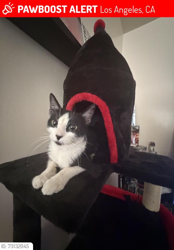 Lost Female Cat last seen Kismet, Los Angeles, CA 91342