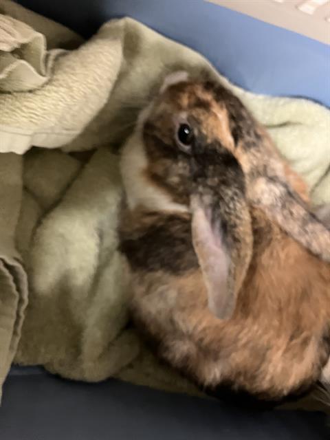 Shelter Stray Female Rabbit last seen Near BLOCK BLCK SPRING ST, LONG BEACH, CA, 90807, 7700 E Spring St, Long Beach, CA 90815, USA