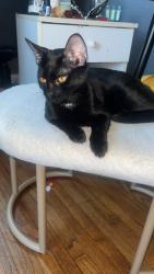 Reunited Female Cat last seen Near E31st pl, Tulsa, OK 74110