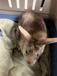 Shelter Stray Male Rabbit last seen Near BLOCK BLCK SPRING ST, LONG BEACH, CA, 90807, 7700 E Spring St, Long Beach, CA 90815, USA