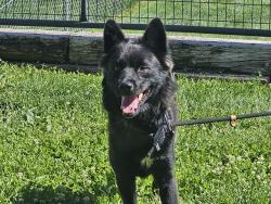 Shelter Stray Female Dog last seen NO ADDRESS, BEULAH , COLORADO, 4600 Eagleridge Pl, Pueblo, CO 81008, USA