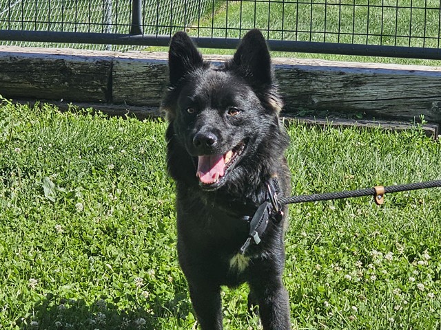 Shelter Stray Female Dog last seen NO ADDRESS, BEULAH , COLORADO, 4600 Eagleridge Pl, Pueblo, CO 81008, USA