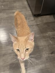 Reunited Male Cat last seen Hidalgo circle, Roseville, CA, Roseville, CA 95747