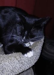 Reunited Male Cat last seen 152nd Ave, Vancouver, WA 98682