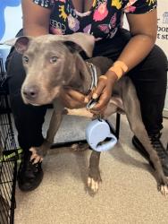 Shelter Stray Male Dog last seen Near BLOCK ST CATHERINE ST, 3528 Newburg Rd, Louisville, KY 40218, USA