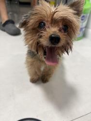 Found/Stray Unknown Dog last seen Garfield street Hollywood Florida 33020, Hollywood, FL 33020