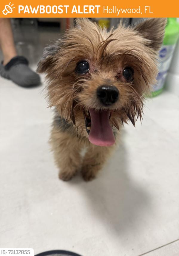 Found/Stray Unknown Dog last seen Garfield street Hollywood Florida 33020, Hollywood, FL 33020