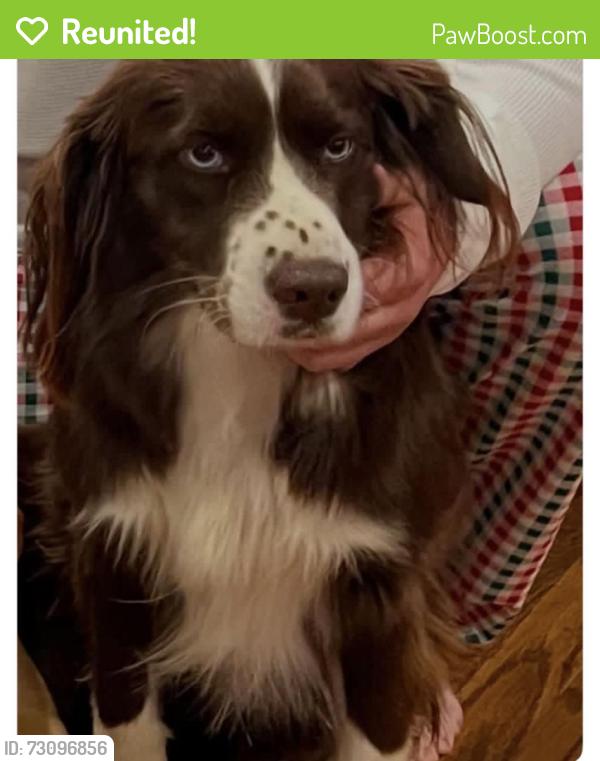 Reunited Female Dog last seen Green Valley Drive, Glencoe, Glencoe, AL 35905