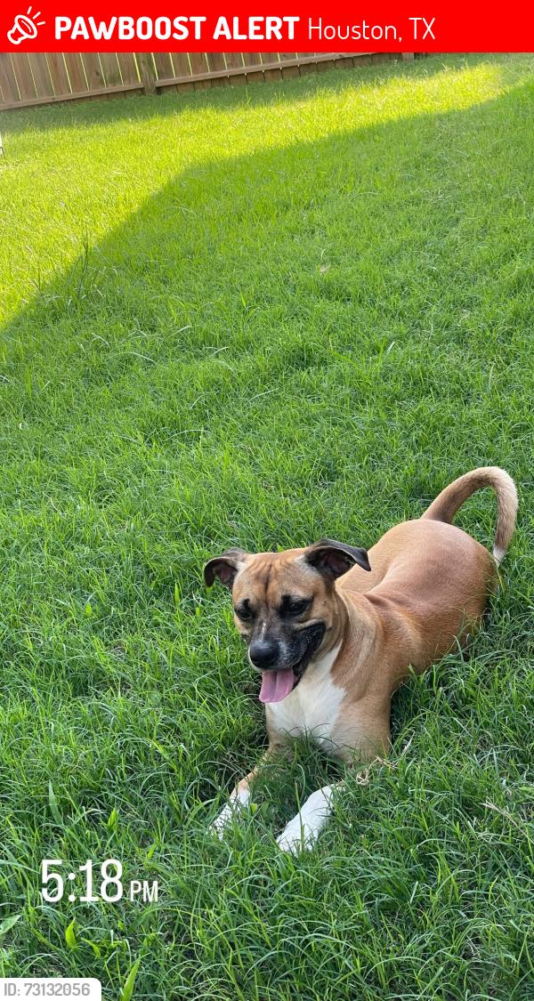 Lost Male Dog last seen in neighborhood, Houston, TX 77014
