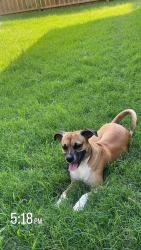 Lost Male Dog last seen in neighborhood, Houston, TX 77014