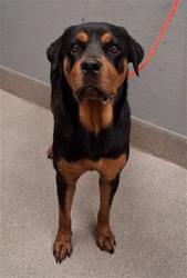 Shelter Stray Female Dog last seen Near BLOCK S DURANGO DR, LAS VEGAS NV 89113, 655 N Mojave Rd, Las Vegas, NV 89101, USA