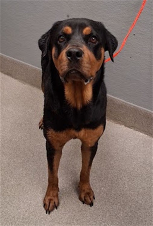 Shelter Stray Female Dog last seen Near BLOCK S DURANGO DR, LAS VEGAS NV 89113, 655 N Mojave Rd, Las Vegas, NV 89101, USA