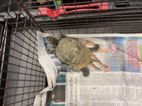 Shelter Stray Female Other last seen , West Valley Animal Shelter, 20655 Plummer St, Chatsworth, CA 91311, USA