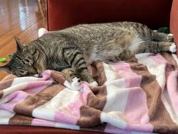Reunited Male Cat last seen Fairmeadow Trail, Oakville, ON L6M 2M7