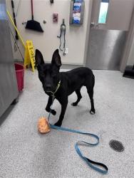 Shelter Stray Male Dog last seen ELK GROVE FLORIN RD / E STOCKTON BLVD, 9150 Union Park Way, Elk Grove, CA 95624, USA