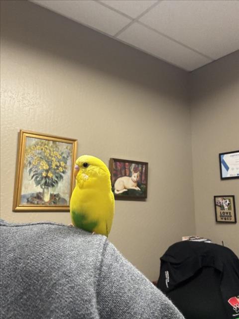 Shelter Stray Unknown Bird last seen BIRCHFIELD, 16 Barnes Ct, Hayward, CA 94544, USA