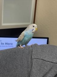 Shelter Stray Unknown Bird last seen BIRCHFIELD, 16 Barnes Ct, Hayward, CA 94544, USA