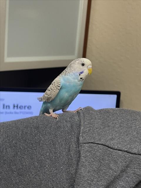 Shelter Stray Unknown Bird last seen BIRCHFIELD, 16 Barnes Ct, Hayward, CA 94544, USA