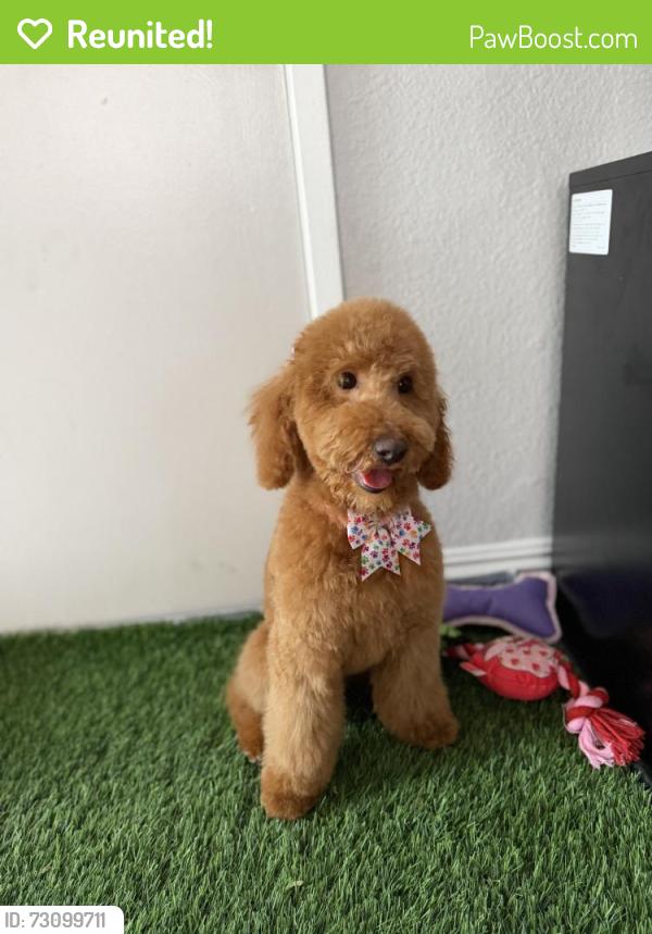 Reunited Female Dog last seen Near Nantucket Dr, Palmdale, CA 93550, USA, Palmdale, CA 93550