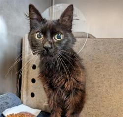 Shelter Stray Female Cat last seen , 600 Aviation Dr, Camarillo, CA 93010, USA