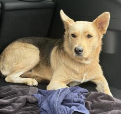 Shelter Stray Female Dog last seen , 29525 Agoura Rd, Agoura Hills, CA 91301, USA