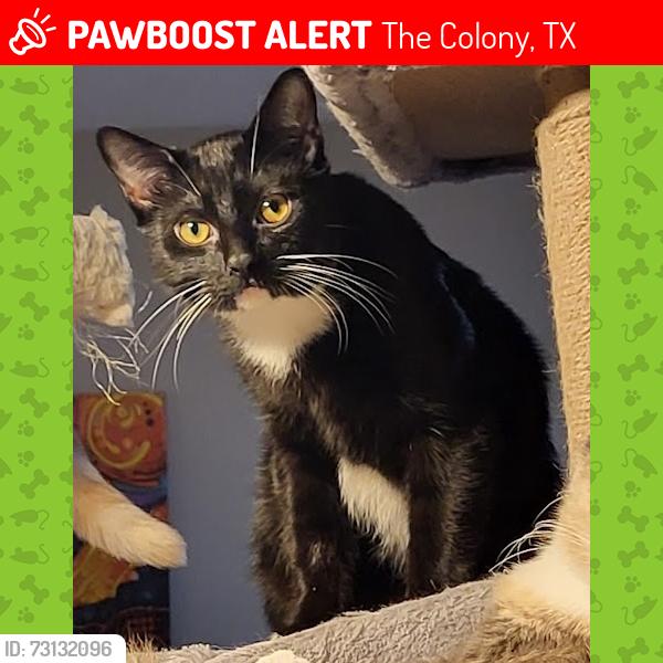 Lost Male Cat last seen 4900s Woodruff Dr., The Colony, TX 75056
