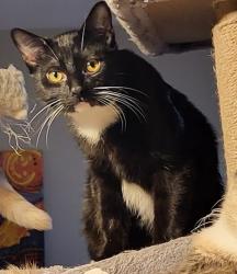 Lost Male Cat last seen 4900s Woodruff Dr., The Colony, TX 75056