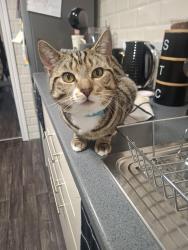 Reunited Male Cat last seen Next to Louise Street, Blackpool, England 