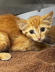 Shelter Stray Unknown Cat last seen Near BLOCK NE 57 CT, FORT LAUDERDALE FL 33308, 2400 SW 42nd St, Fort Lauderdale, FL 33312, USA