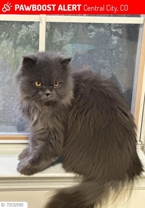 Lost Male Cat last seen KOA campground Denver West, Central City, CO 80427