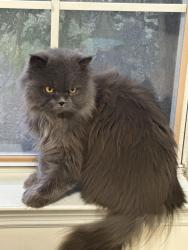 Lost Male Cat last seen KOA campground Denver West, Central City, CO 80427