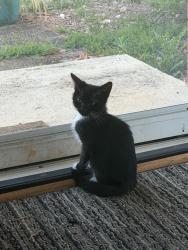 Lost Male Cat last seen Bridlington rd kernersville, Kernersville, NC 27284