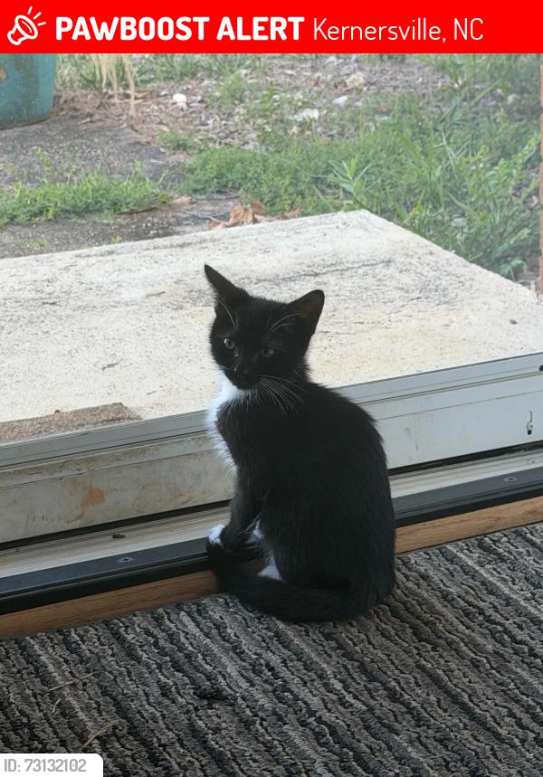 Lost Male Cat last seen Bridlington rd kernersville, Kernersville, NC 27284