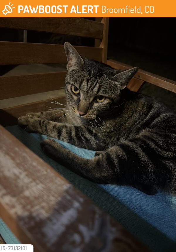 Found/Stray Female Cat last seen Fern st, Broomfield, CO 80020