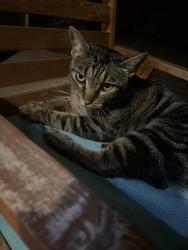 Found/Stray Female Cat last seen Fern st, Broomfield, CO 80020