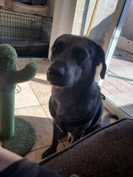 Reunited Male Dog last seen 48th and Broadway, Phoenix, AZ 85040