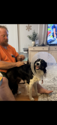 Reunited Male Dog last seen Near midway Durham ca, Durham, CA 95938