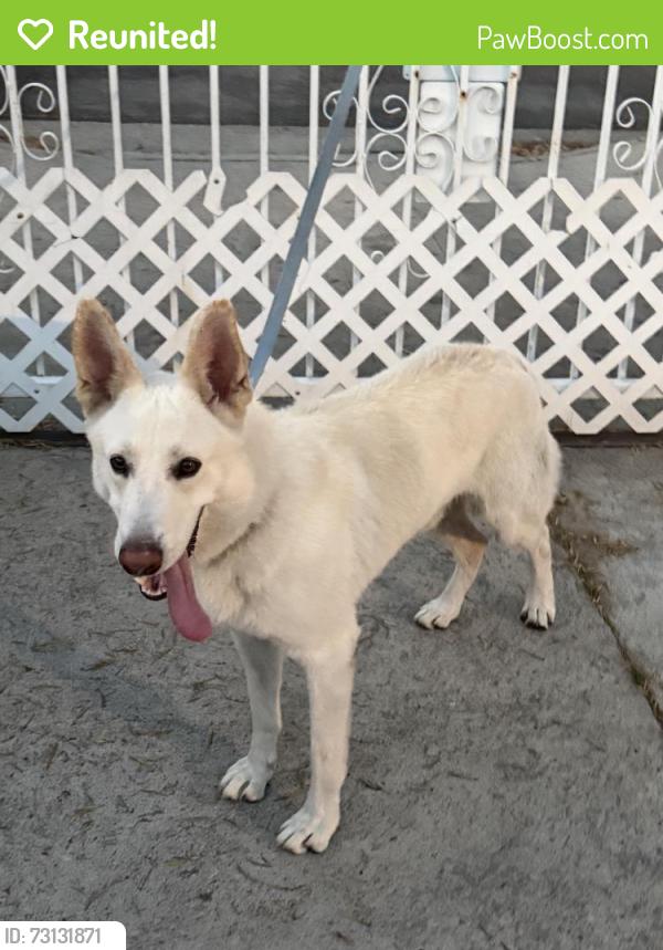 Reunited Male Dog last seen Robert Ave and Nettleton St, Los Angeles, CA 91352