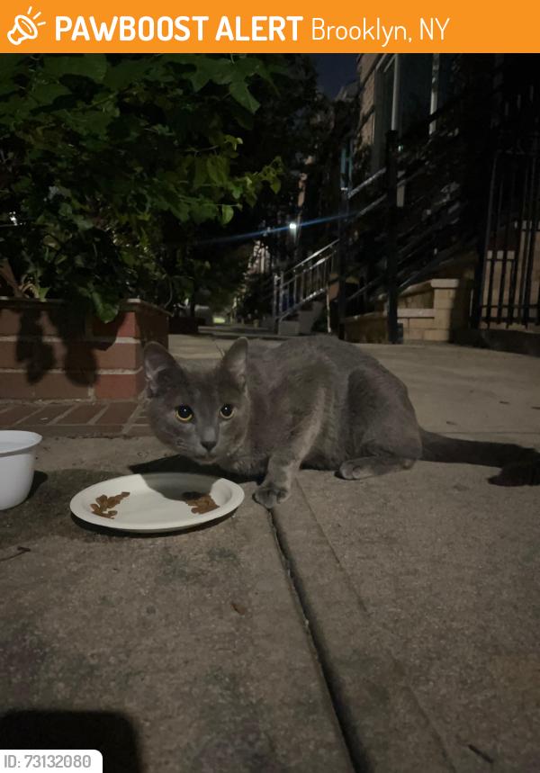 Found/Stray Unknown Cat last seen Renaissance Ct and Stanwix St, Brooklyn, NY 11206