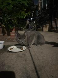 Found/Stray Unknown Cat last seen Renaissance Ct and Stanwix St, Brooklyn, NY 11206