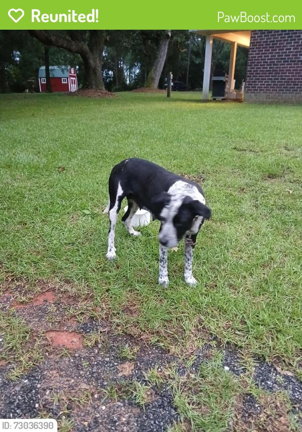 Reunited Female Dog last seen Cr 87 and cr 38, Baldwin County, AL 36567