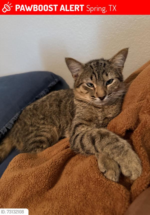 Lost Male Cat last seen Near sanctuary trails dr, Spring, TX 77388