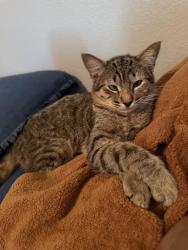 Lost Male Cat last seen Near sanctuary trails dr, Spring, TX 77388