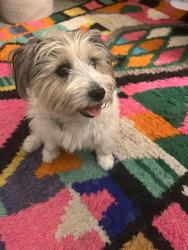 Reunited Female Dog last seen Ocean park and Olympic, Santa Monica, CA 90401