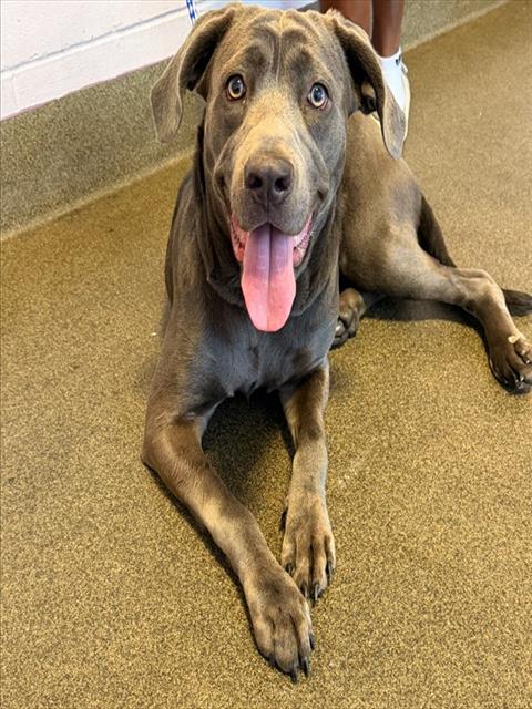 Shelter Stray Female Dog last seen 33RD ST, 2020 Forest St, Jacksonville, FL 32204, USA