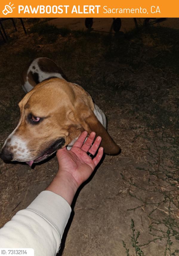 Found/Stray Female Dog last seen Astoria st, Sacramento, CA 95838
