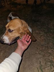 Found/Stray Female Dog last seen Astoria st, Sacramento, CA 95838