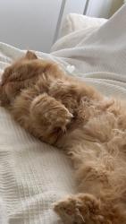 Reunited Female Cat last seen Plainfield Ave, Svenson rd, Shrewsbury, MA 01545