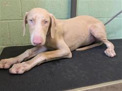 Shelter Stray Male Dog last seen BROADWAY & 42ND ST, 2127 Front St, Sacramento, CA 95818, USA